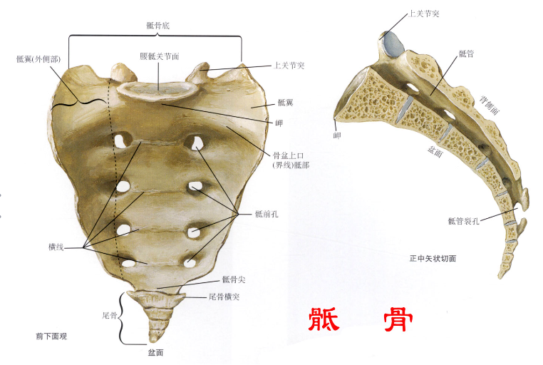 邵陽創(chuàng)傷骨科,邵陽風濕病區(qū),邵陽骨質(zhì)增生,邵陽關(guān)節(jié)病區(qū),邵陽頸椎病區(qū)